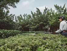 Load image into Gallery viewer, Shindaiwa AH236S-LW 21.2cc Long Reach Pole Hedge Trimmer - 2.4m Shaft